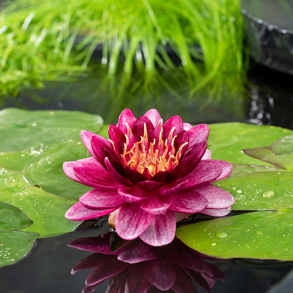 Nymphaea Almost Black - Nénuphar rustique rouge pourpre