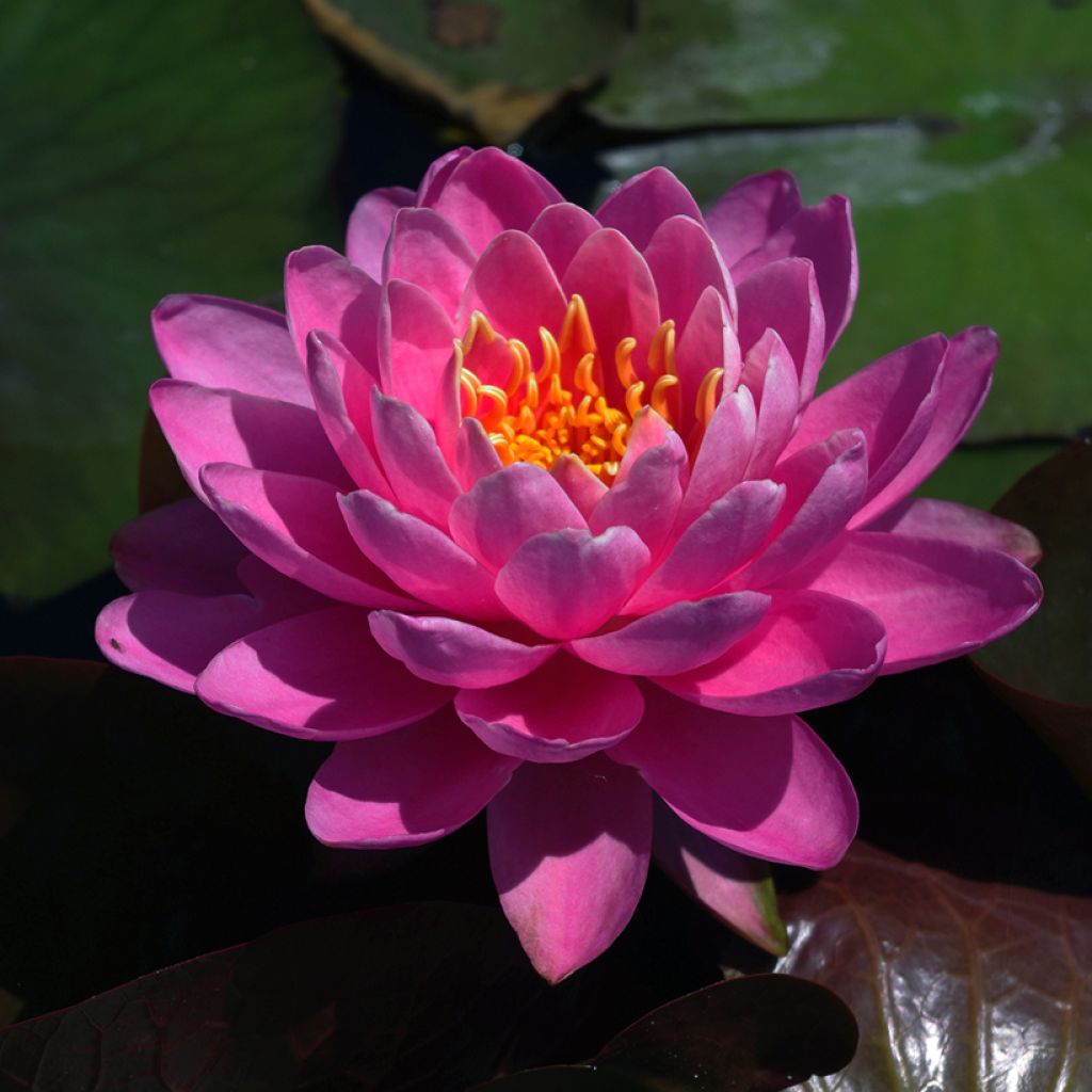 Nymphaea Fire Opal - Nénuphar rustique