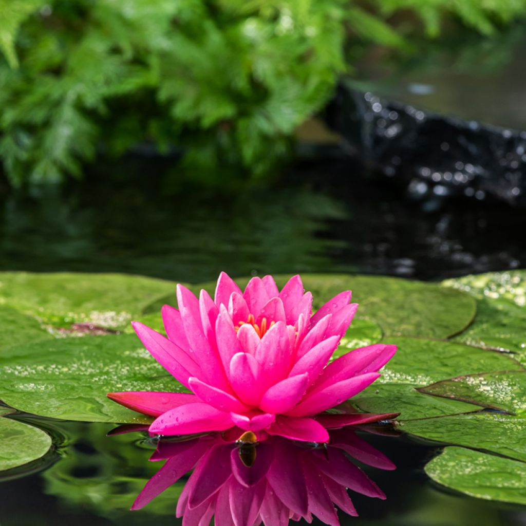 Nymphaea Perry's Magnificent - Nénuphar rustique rose fuchsia