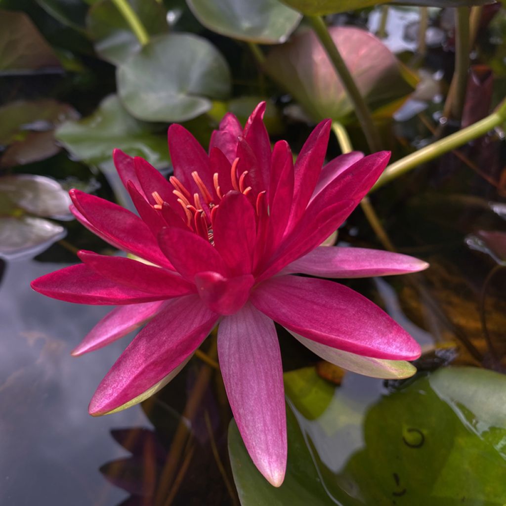 Nymphaea Perry's Red Glow - Nénuphar rustique rouge