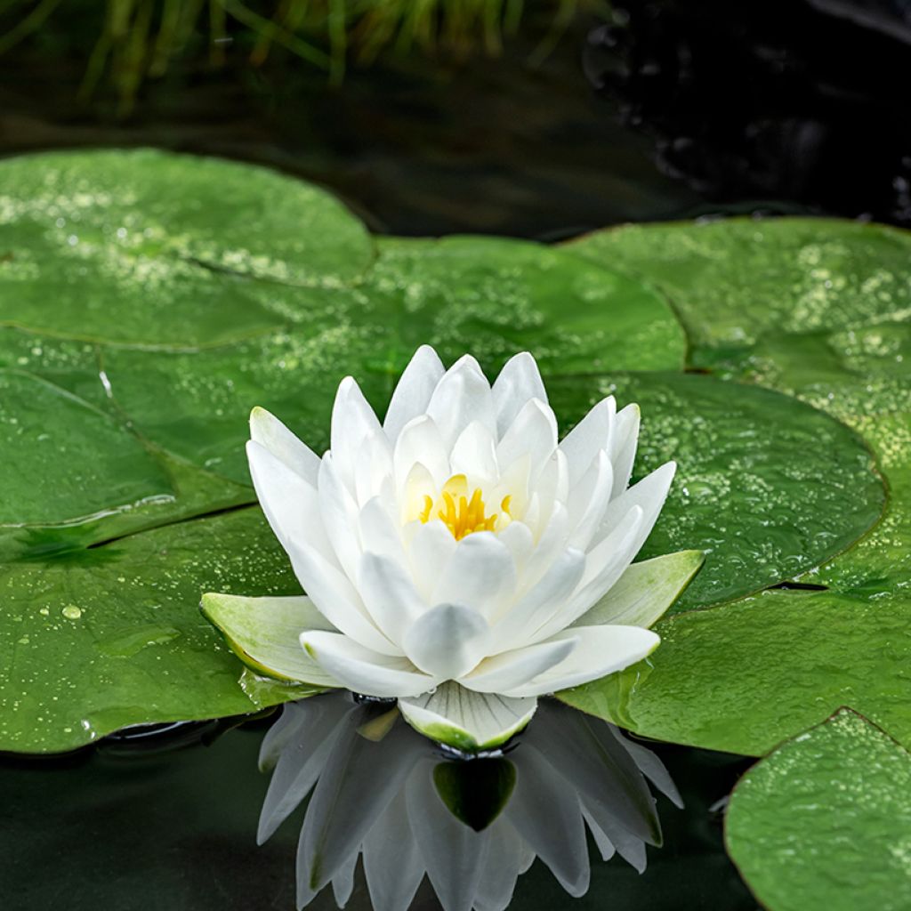 Nymphaea Perry's Double White - Nénuphar rustique