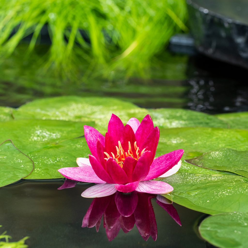 Nymphaea Pygmaea Rubra - Nénuphar nain rustique rouge