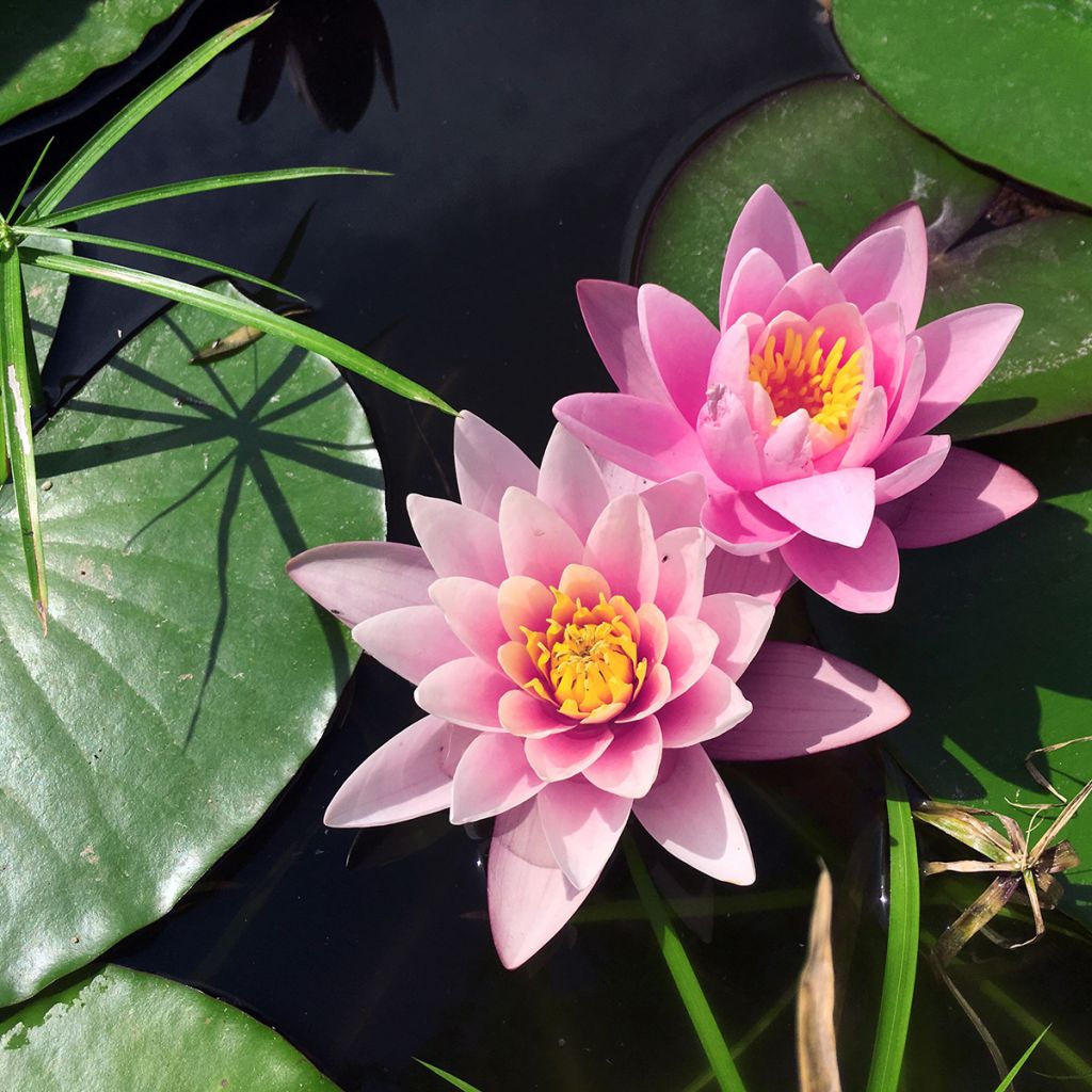 Nymphaea Rose Arey - Nénuphar rustique