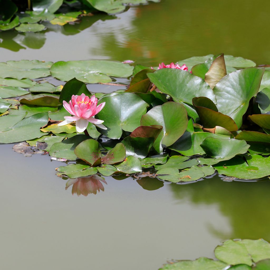 Nymphaea Rose Arey - Nénuphar rustique