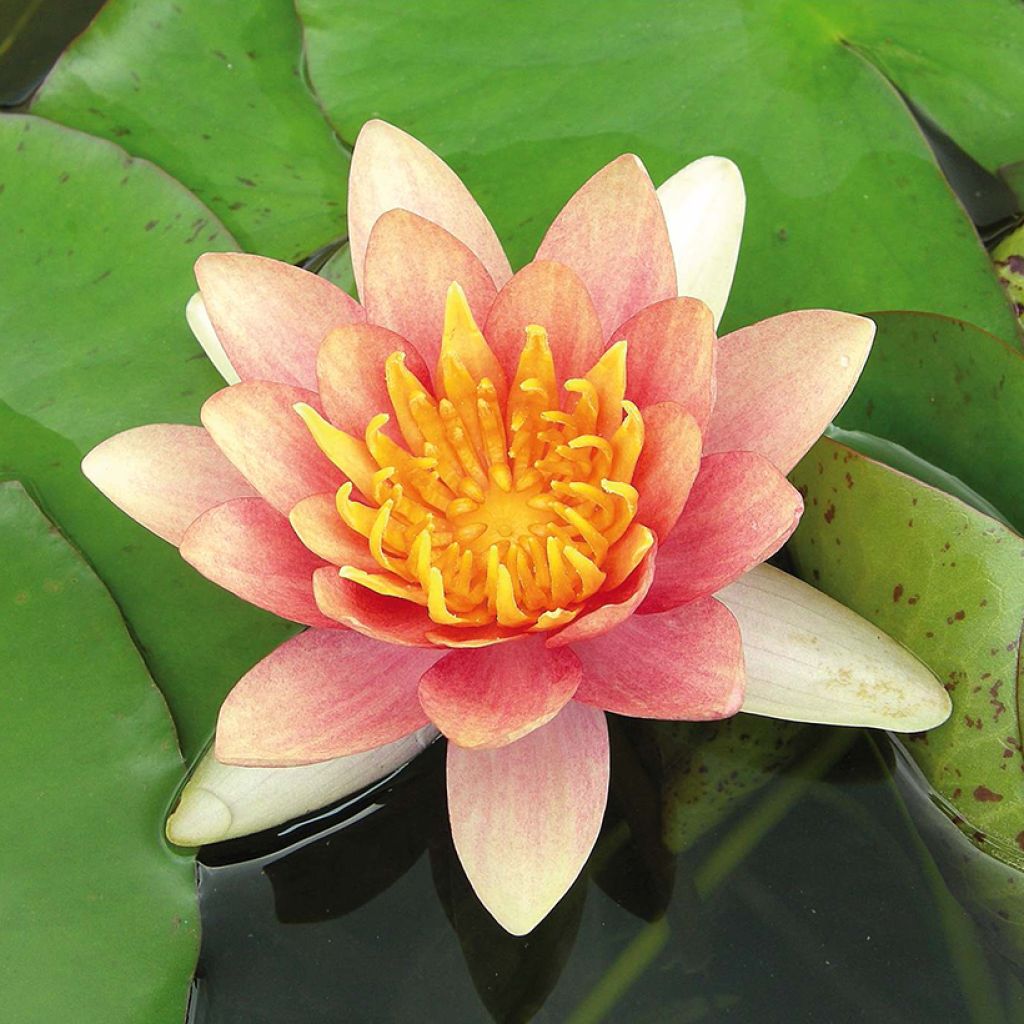 Nymphaea Sioux - Nénuphar rustique