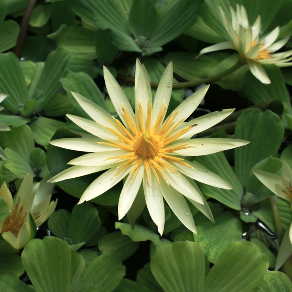 Nymphaea St. Louis Gold - Nénuphar tropical jaune