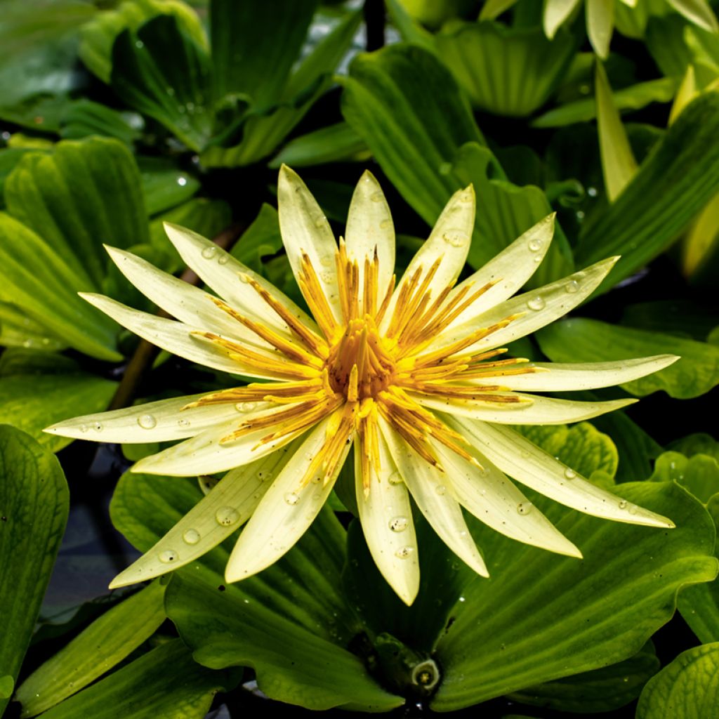 Nymphaea St. Louis Gold - Nénuphar tropical jaune