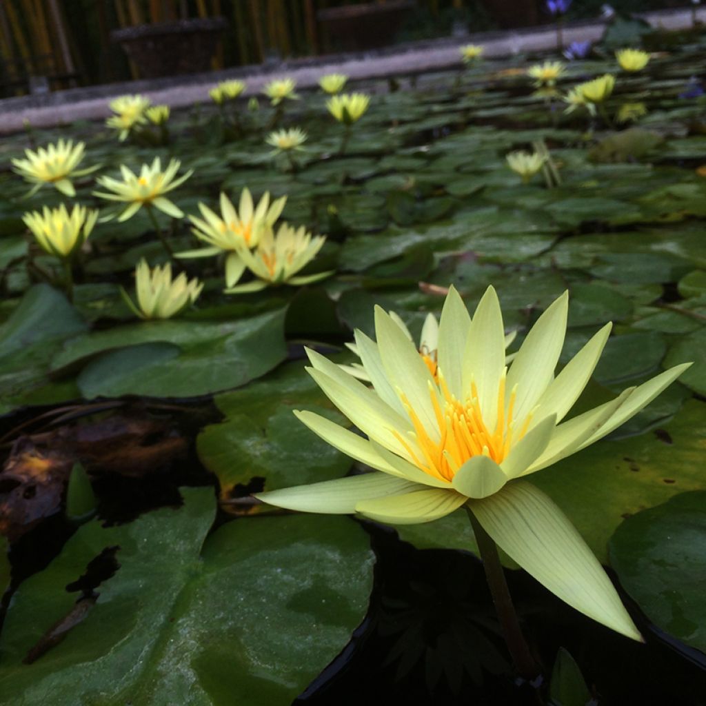 Nymphaea St. Louis Gold - Nénuphar tropical jaune