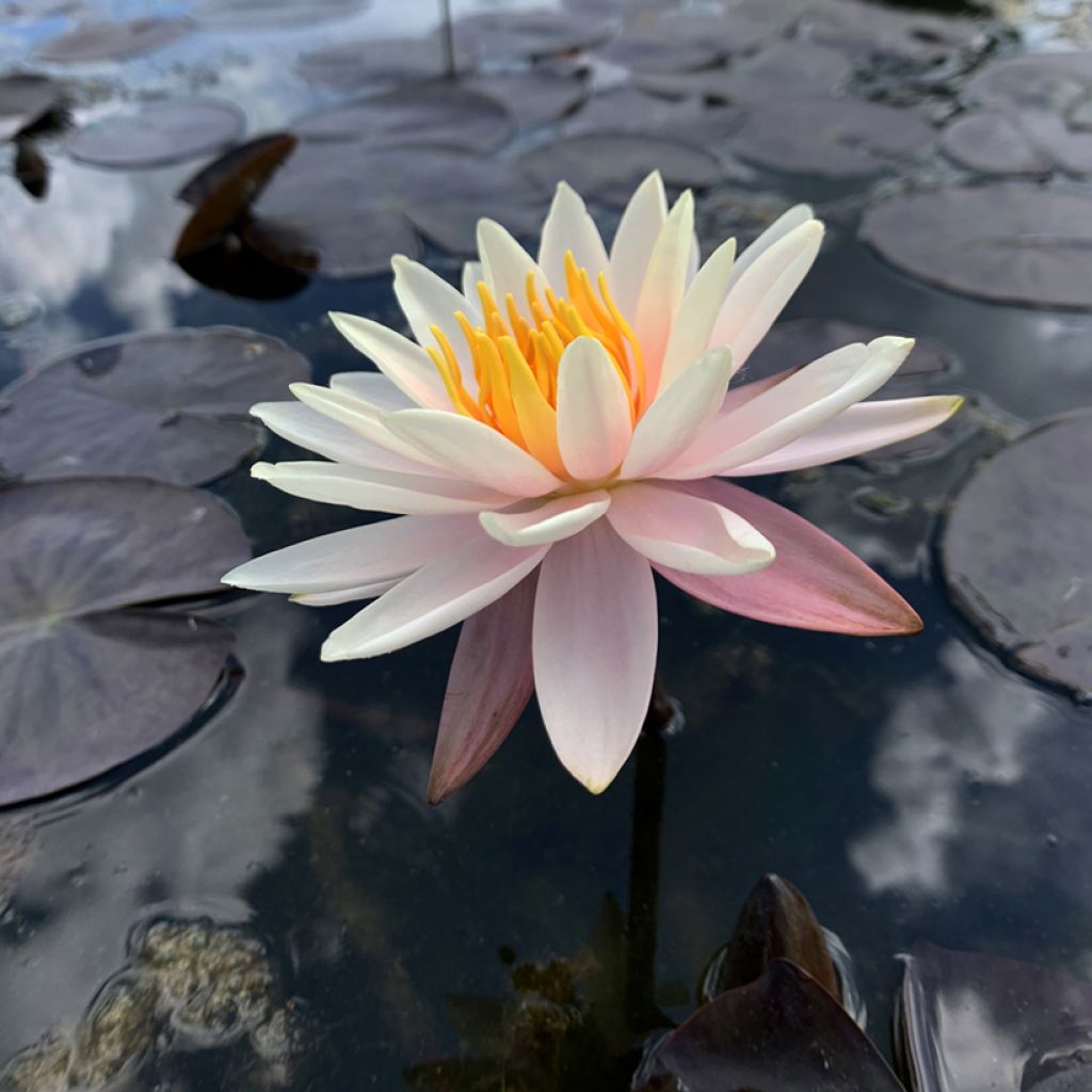 Nymphaea Starbright - Nénuphar rustique