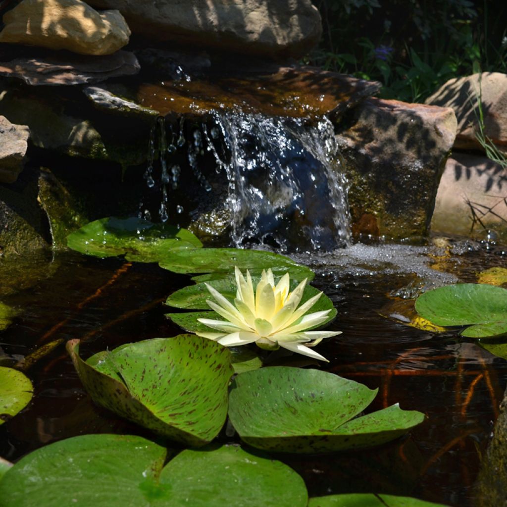 Nymphaea Texas Dawn - Nénuphar rustique