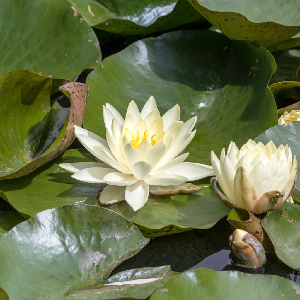 Nymphaea Texas Dawn - Nénuphar rustique