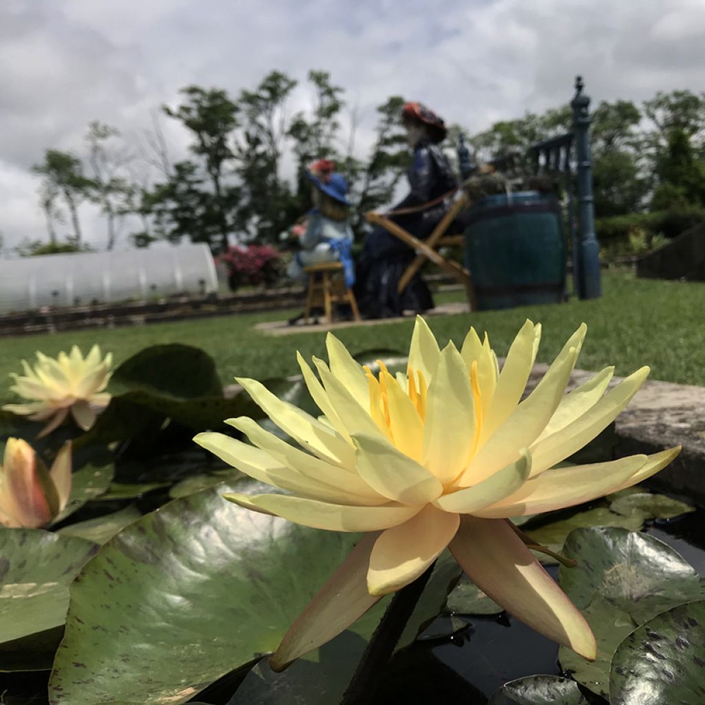 Nymphaea Texas Dawn - Nénuphar rustique