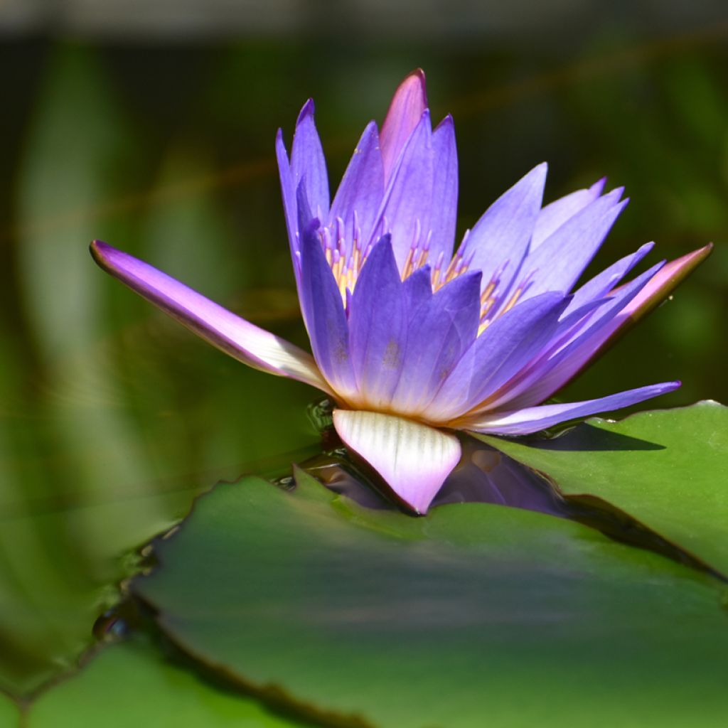 Nymphaea Tina - Nénuphar tropical