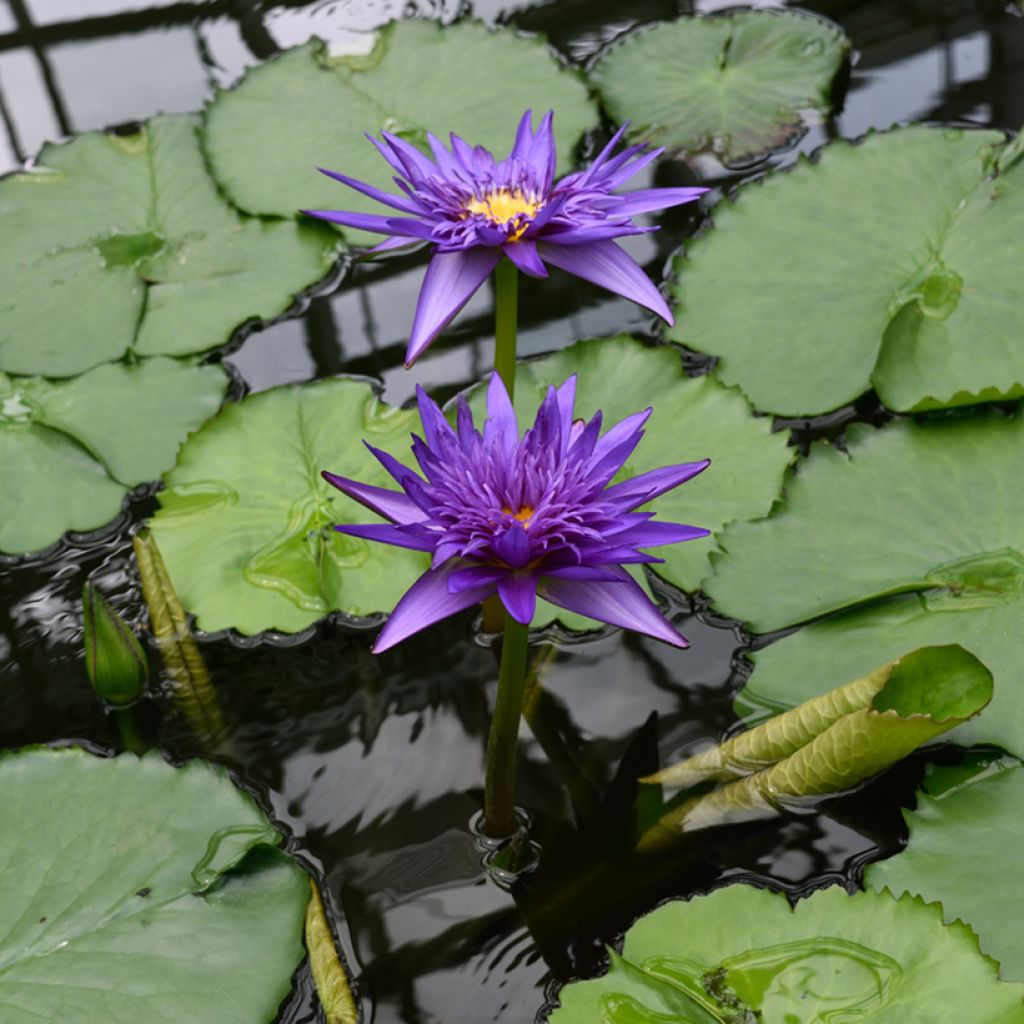 Nymphaea Tina - Nénuphar tropical