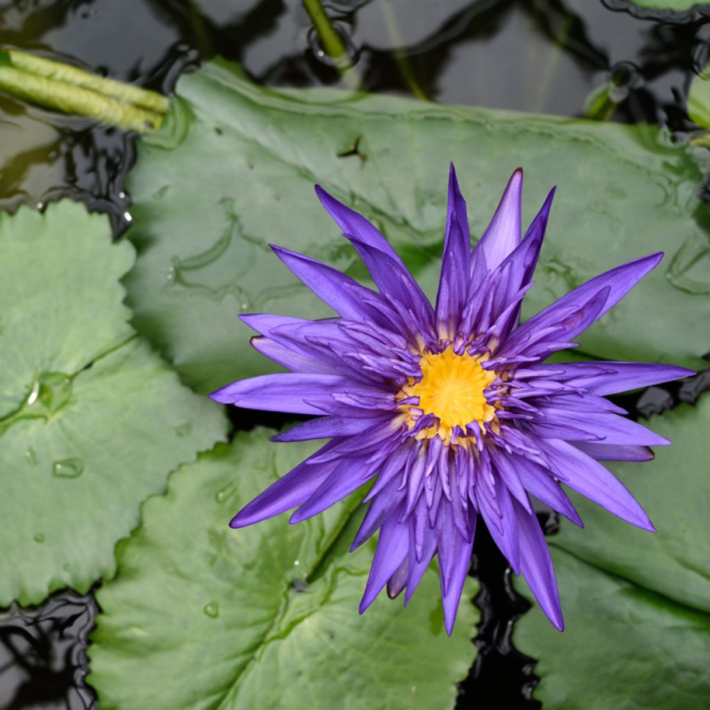 Nymphaea Tina - Nénuphar tropical