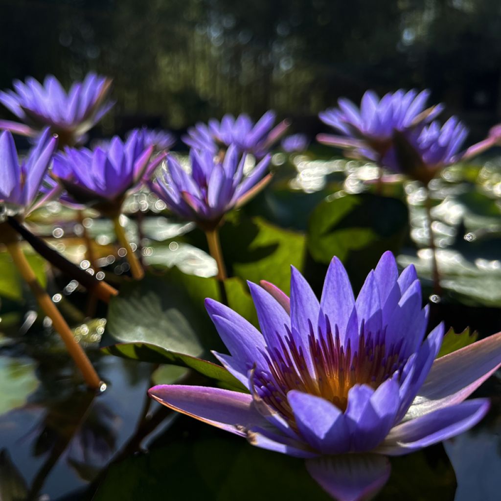 Nymphaea Tina - Nénuphar tropical