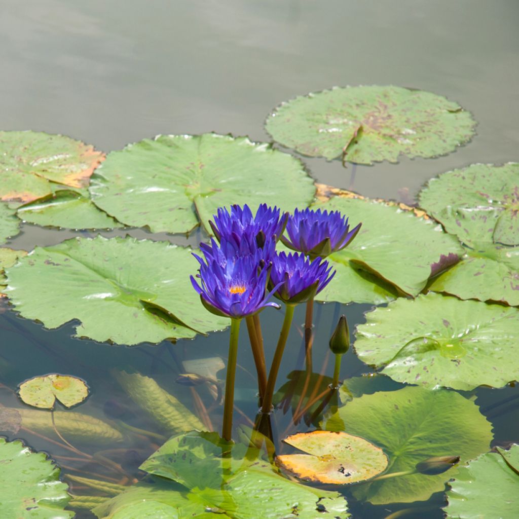 Nymphaea Tina - Nénuphar tropical