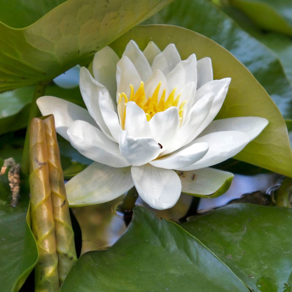 Nymphaea Virginalis - Nénuphar rustique