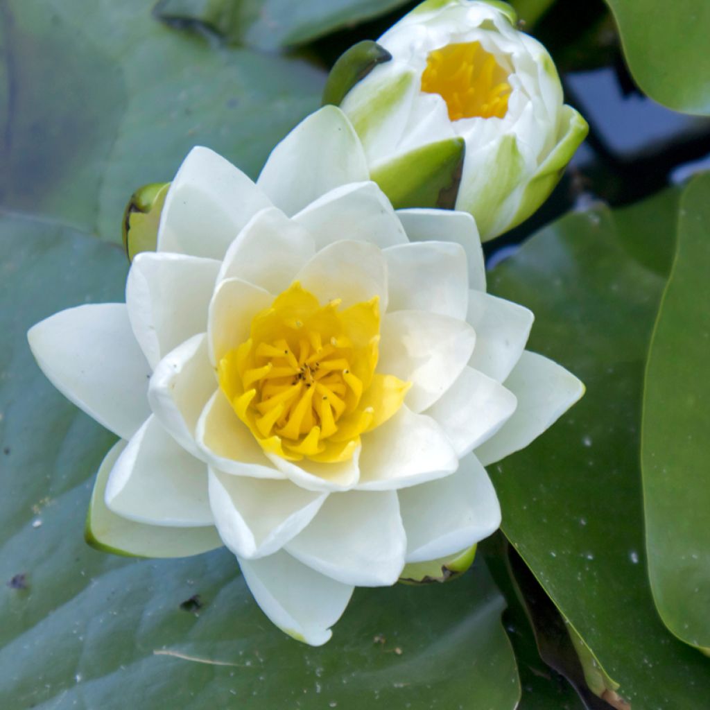 Nymphaea Virginalis - Nénuphar rustique