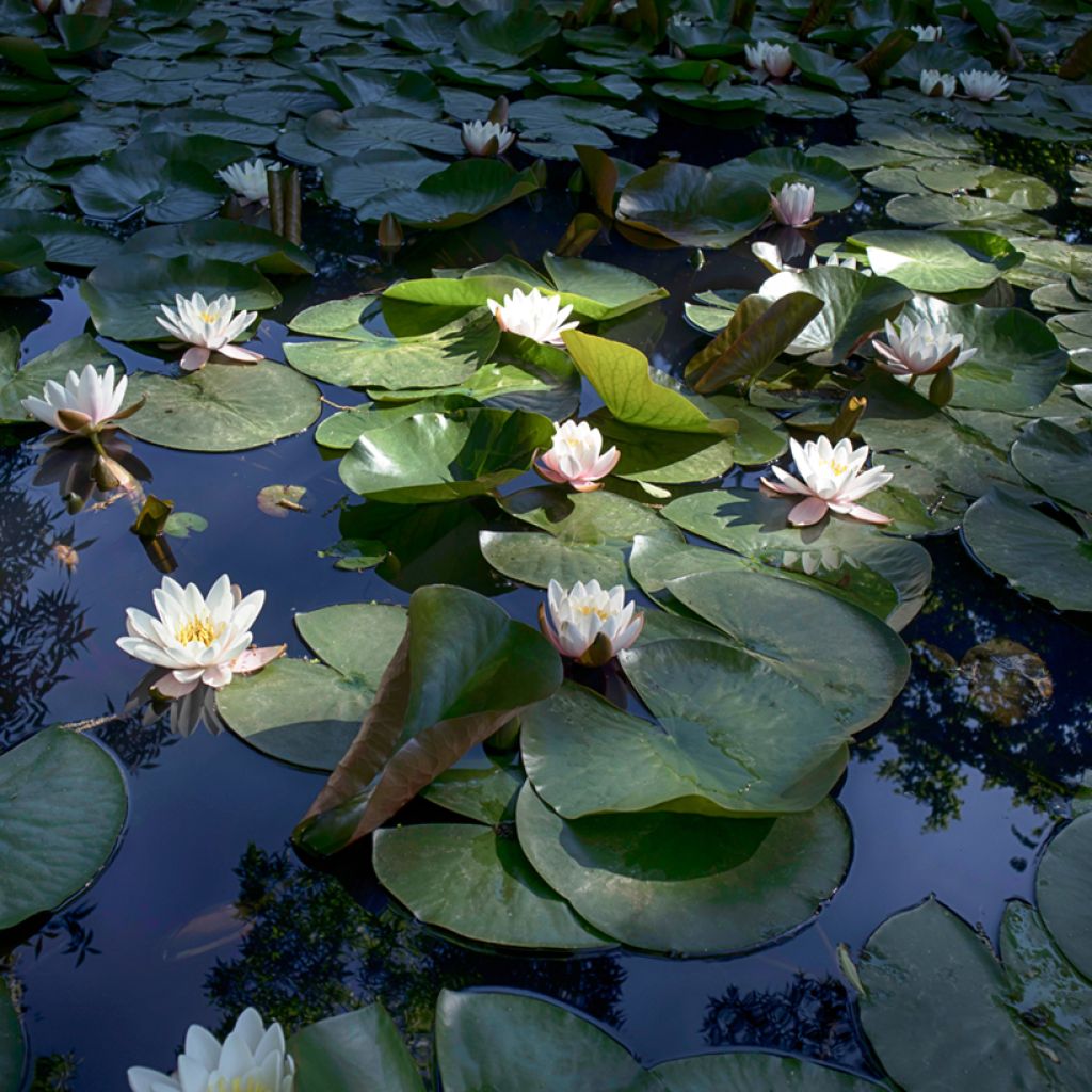 Nymphaea Virginalis - Nénuphar rustique