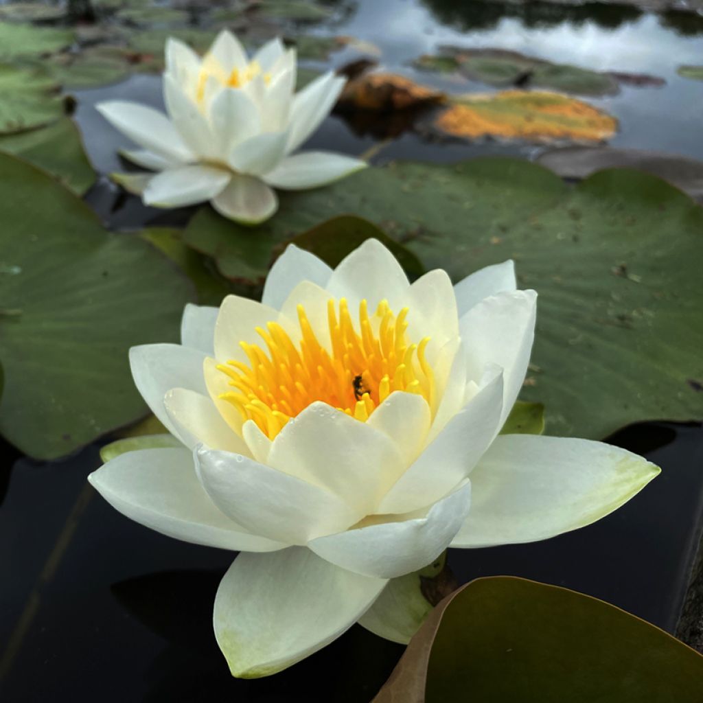 Nymphaea Virginalis - Nénuphar rustique