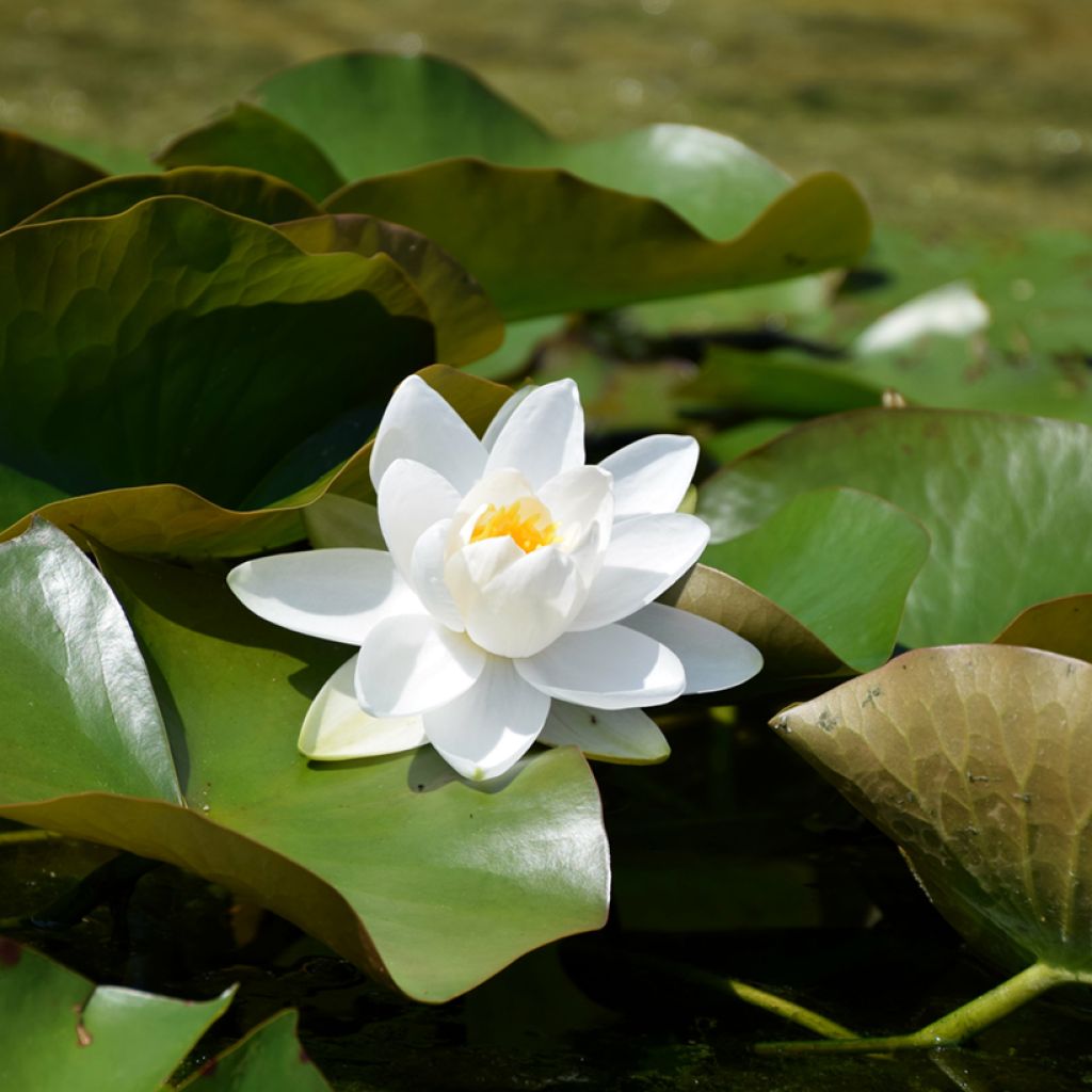 Nymphaea Walter Pagels - Nénuphar nain rustique