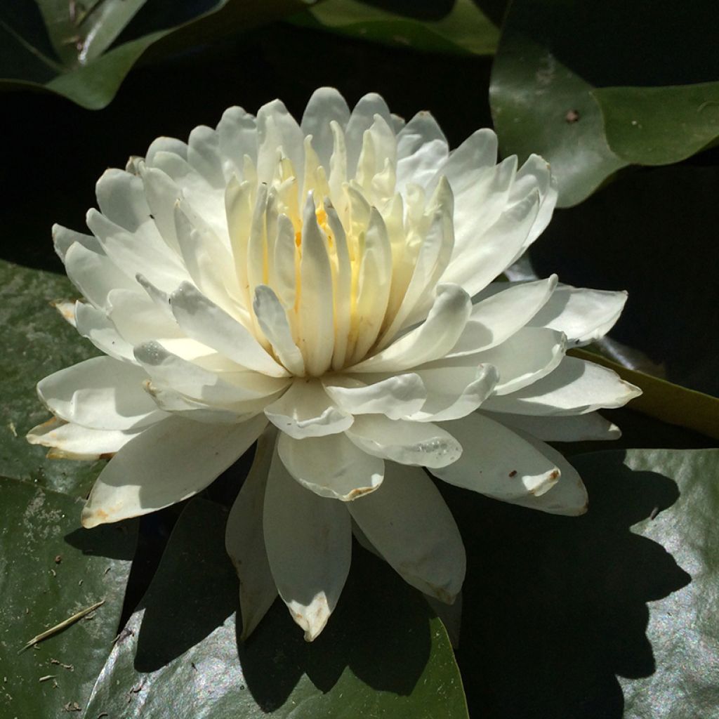 Nymphaea White 1000 Petals - Nénuphar rustique blanc