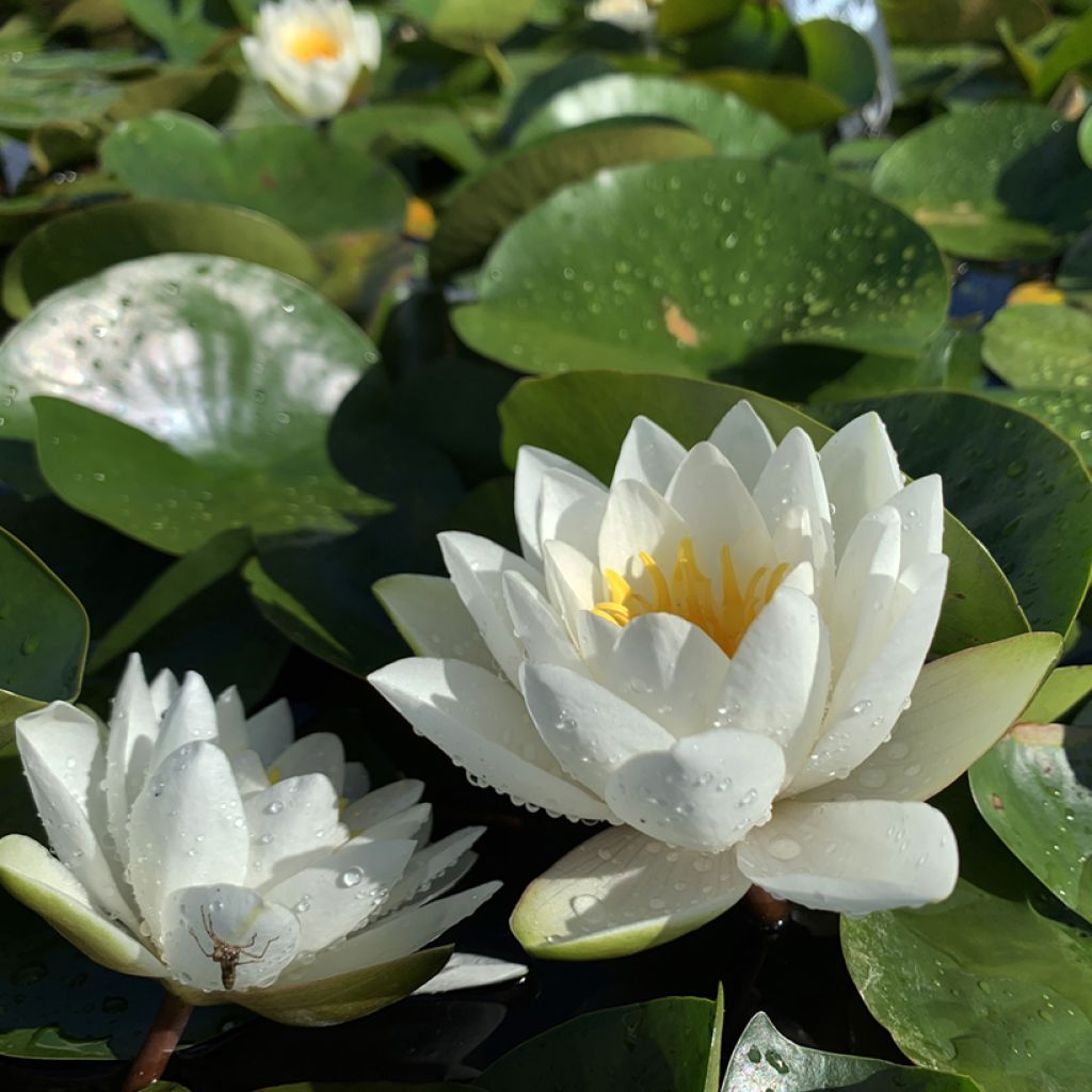 Nymphaea White Sultan - Nénuphar rustique blanc