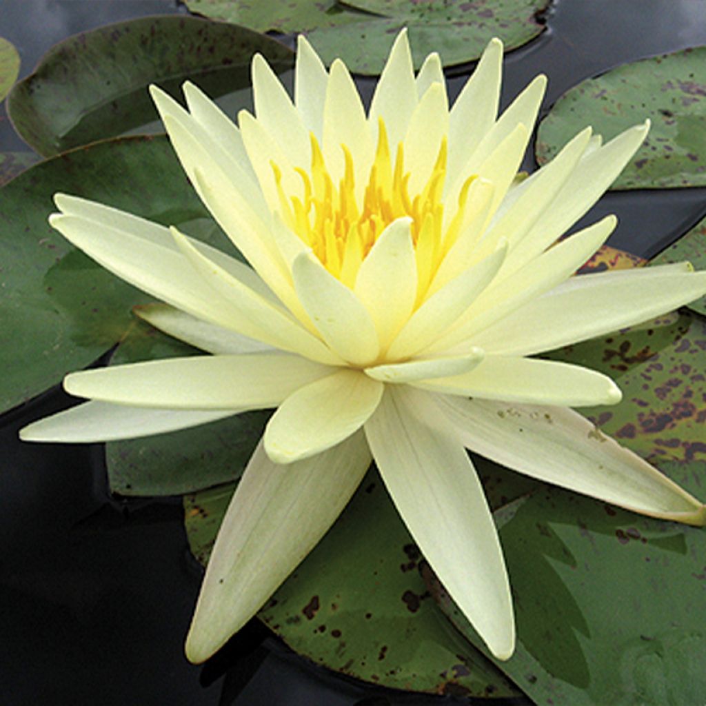 Nymphaea Yellow Queen - Nénuphar rustique jaune