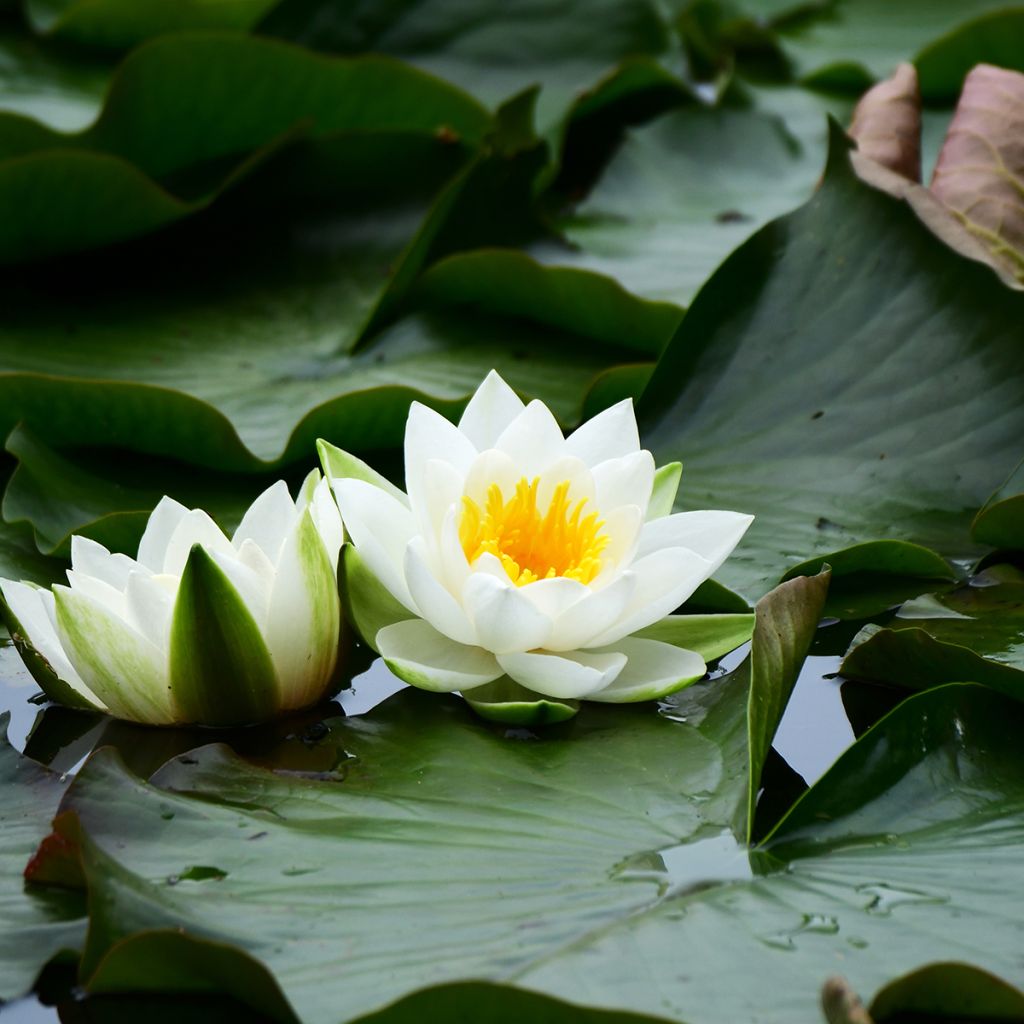 Nymphaea tetragona - Nénuphar nain blanc