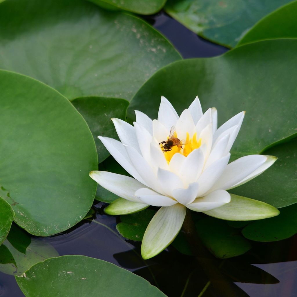 Nymphaea tetragona - Nénuphar nain blanc