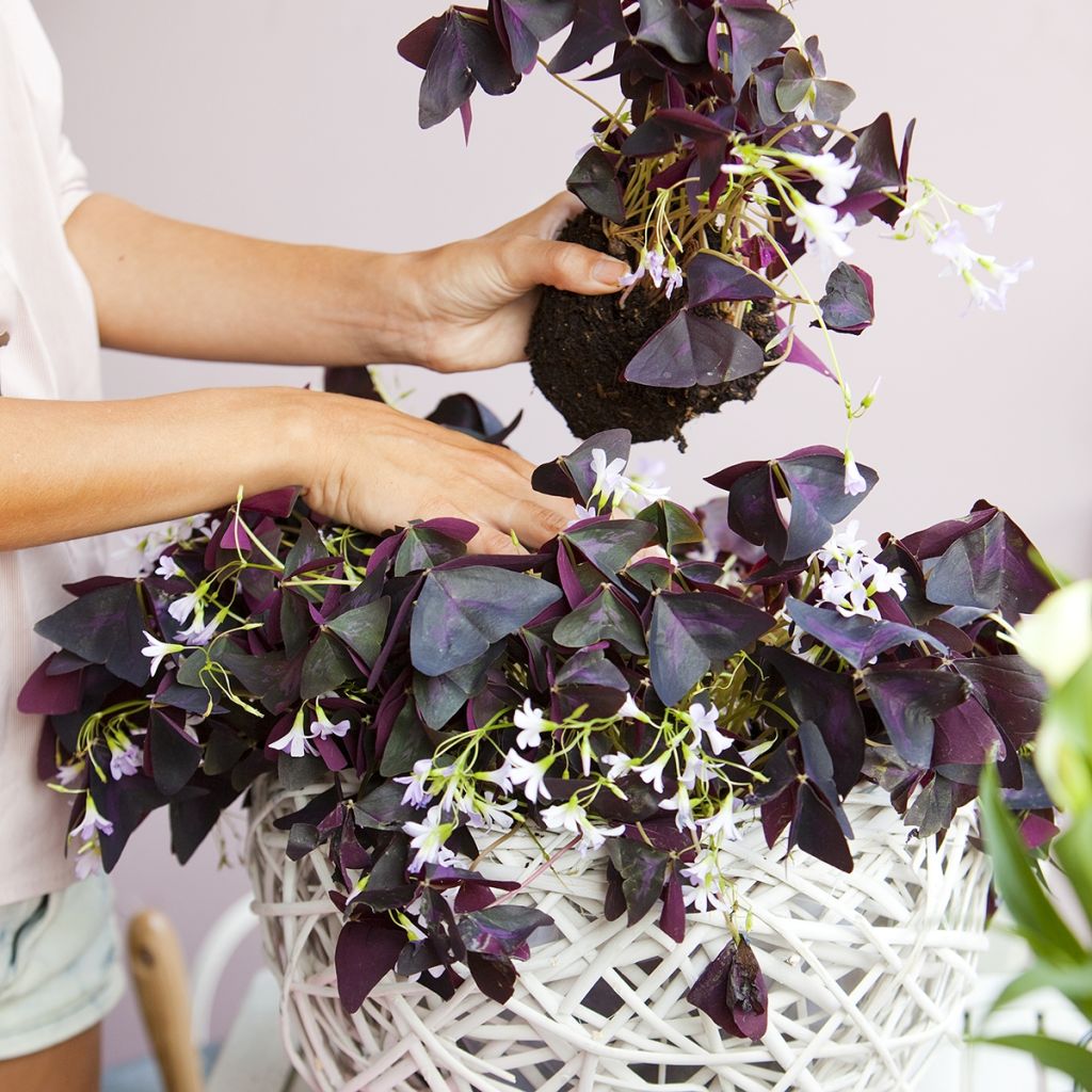 Oxalis triangularis - Trèfle pourpre