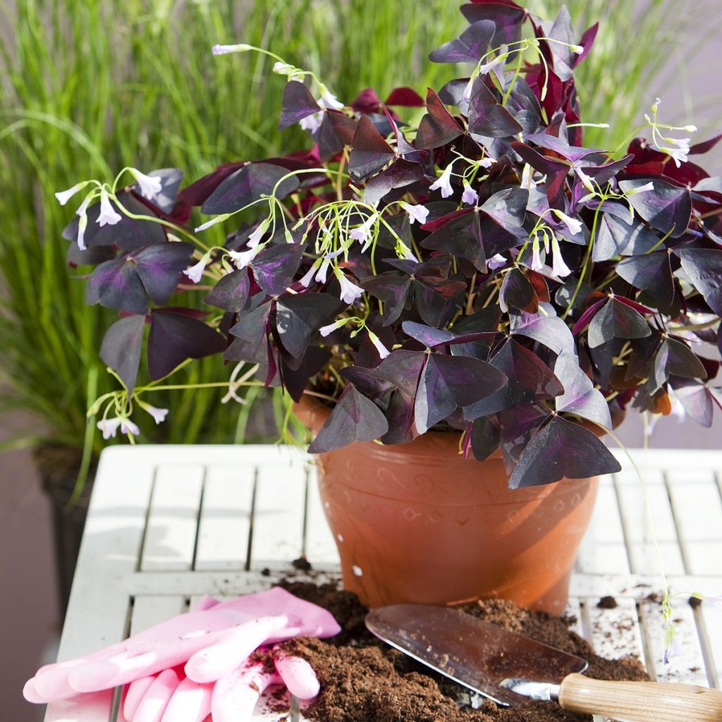 Oxalis triangularis - Trèfle pourpre au feuillage grenat marbré et aux  fleurs roses.