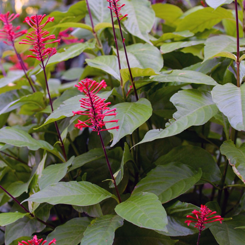 Odontonema strictum
