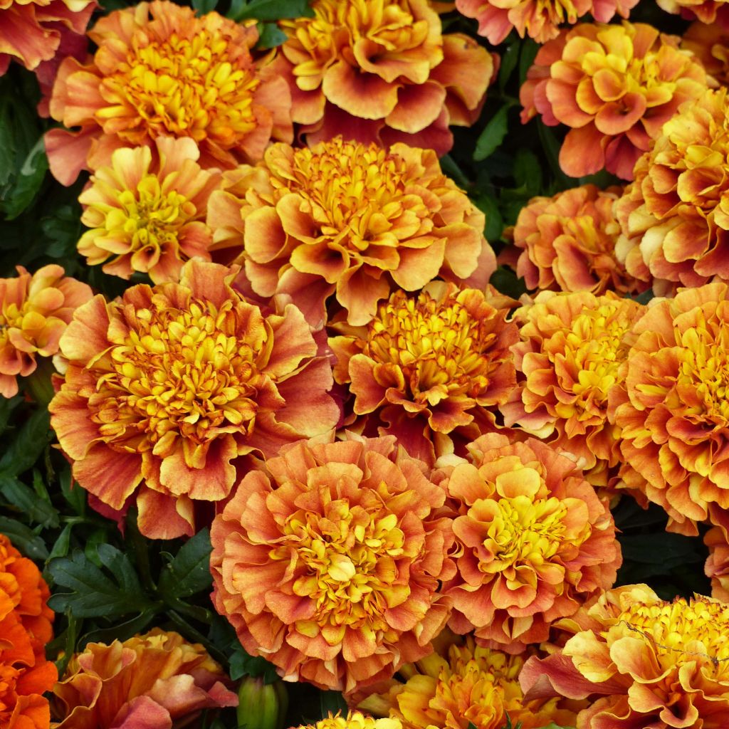 Graines d'oeillet d'Inde Strawberry Blonde - Tagetes (x) patula