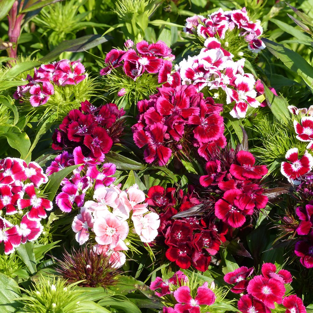 Œillet barbu, œillet du poète 'Double en mélange