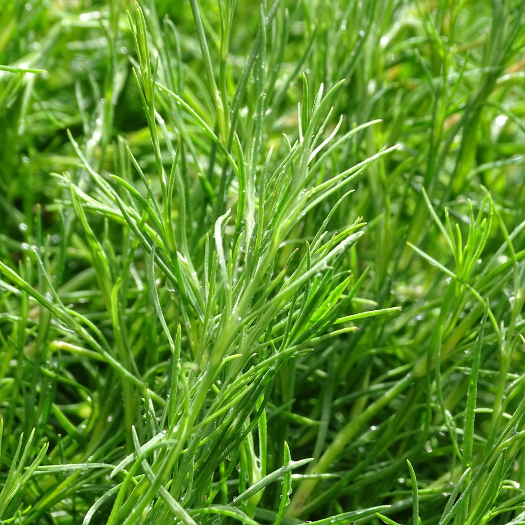 Oeillet des rochers - Petrorhagia saxifraga