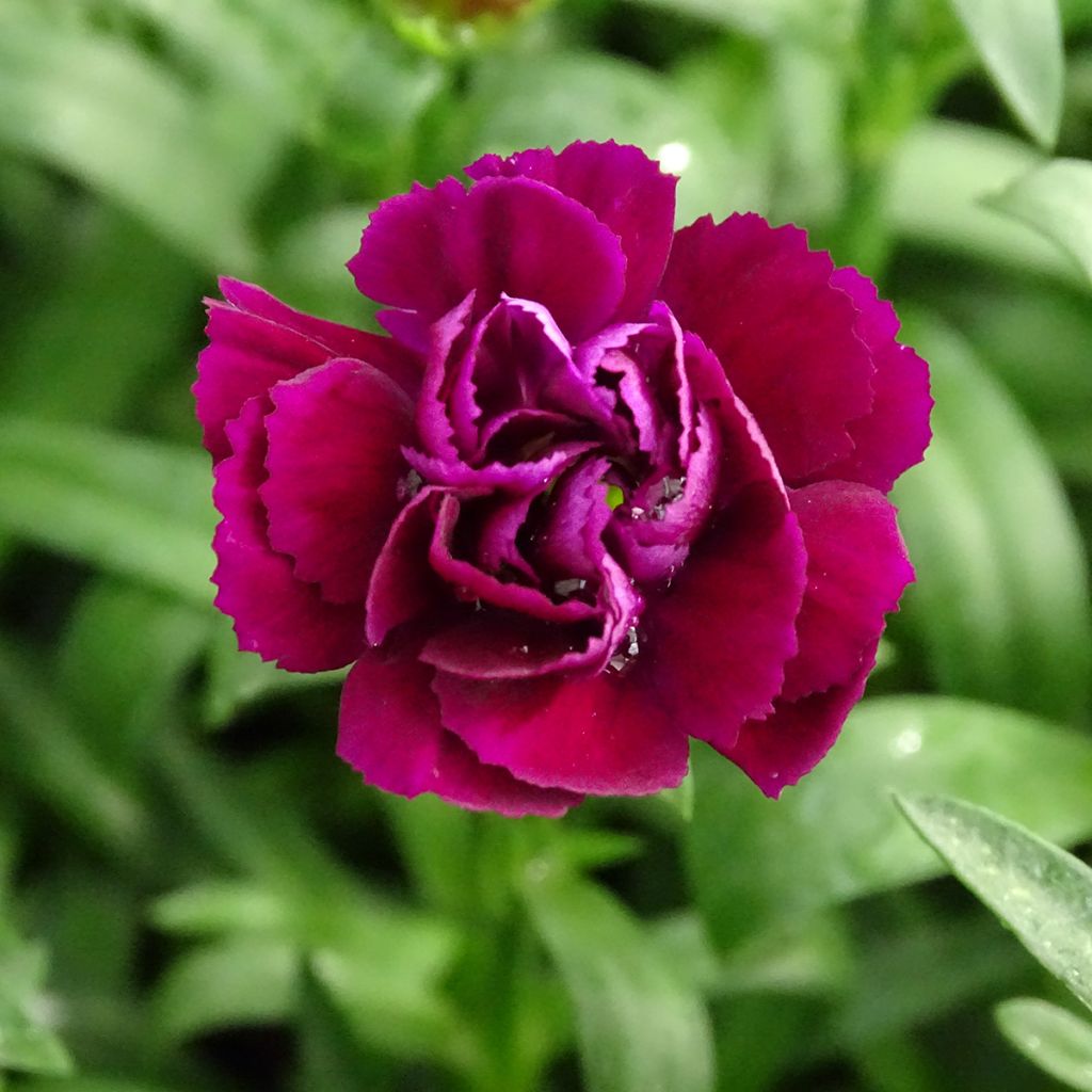 Oeillet double vivace Sunflor Beetle - Dianthus hybride