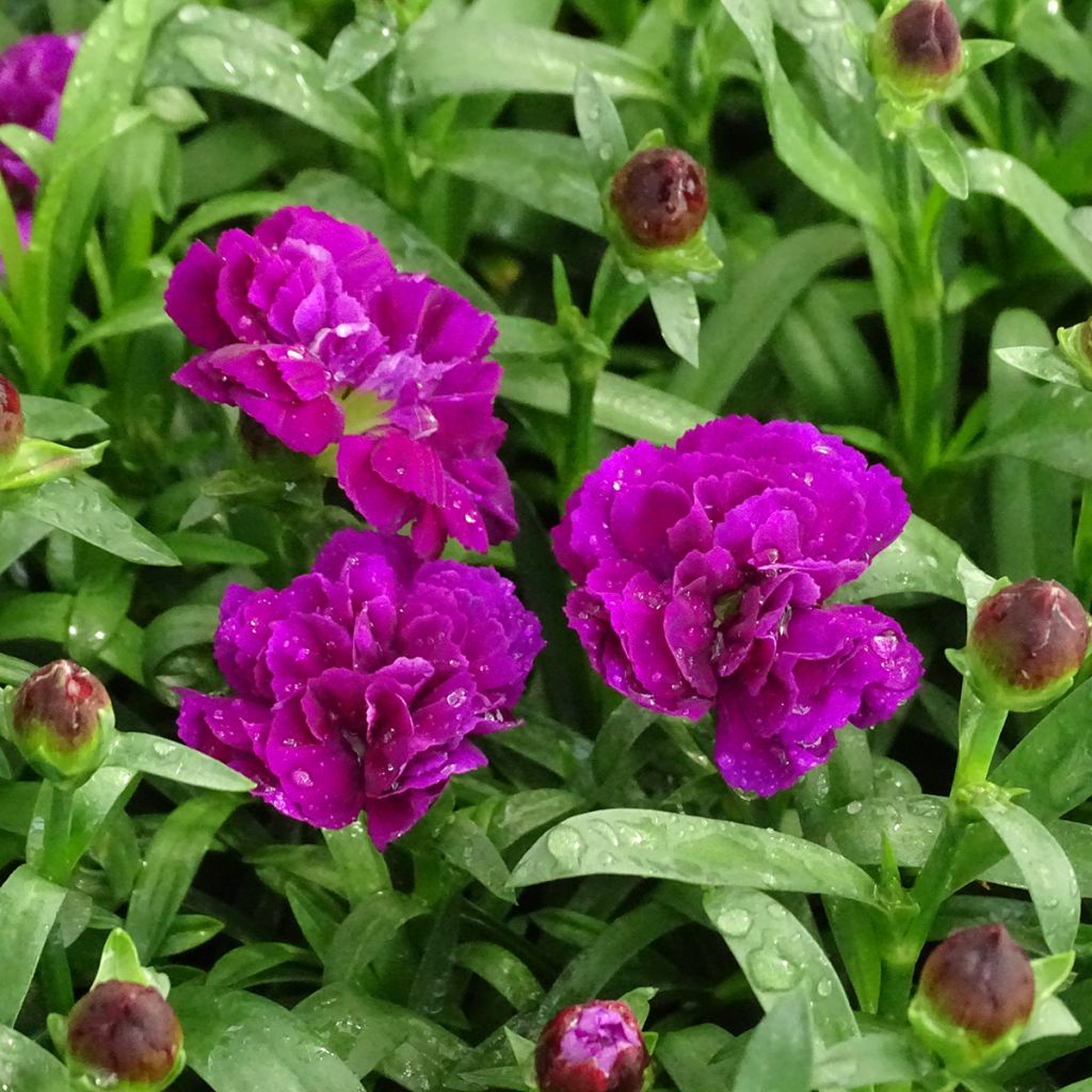 Oeillet double vivace Sunflor Beetle - Dianthus hybride