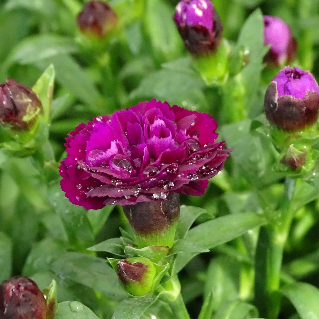 Oeillet double vivace Sunflor Beetle - Dianthus hybride