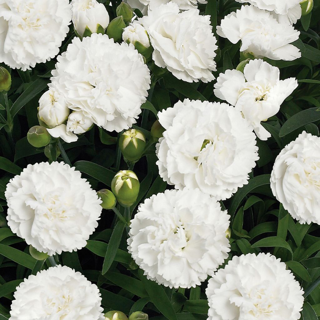 Oeillet double vivace Sunflor Cosmos - Dianthus hybride