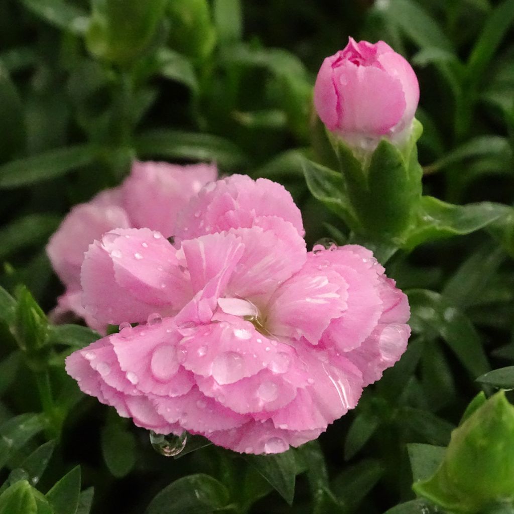 Oeillet double vivace Sunflor Evert - Dianthus hybride