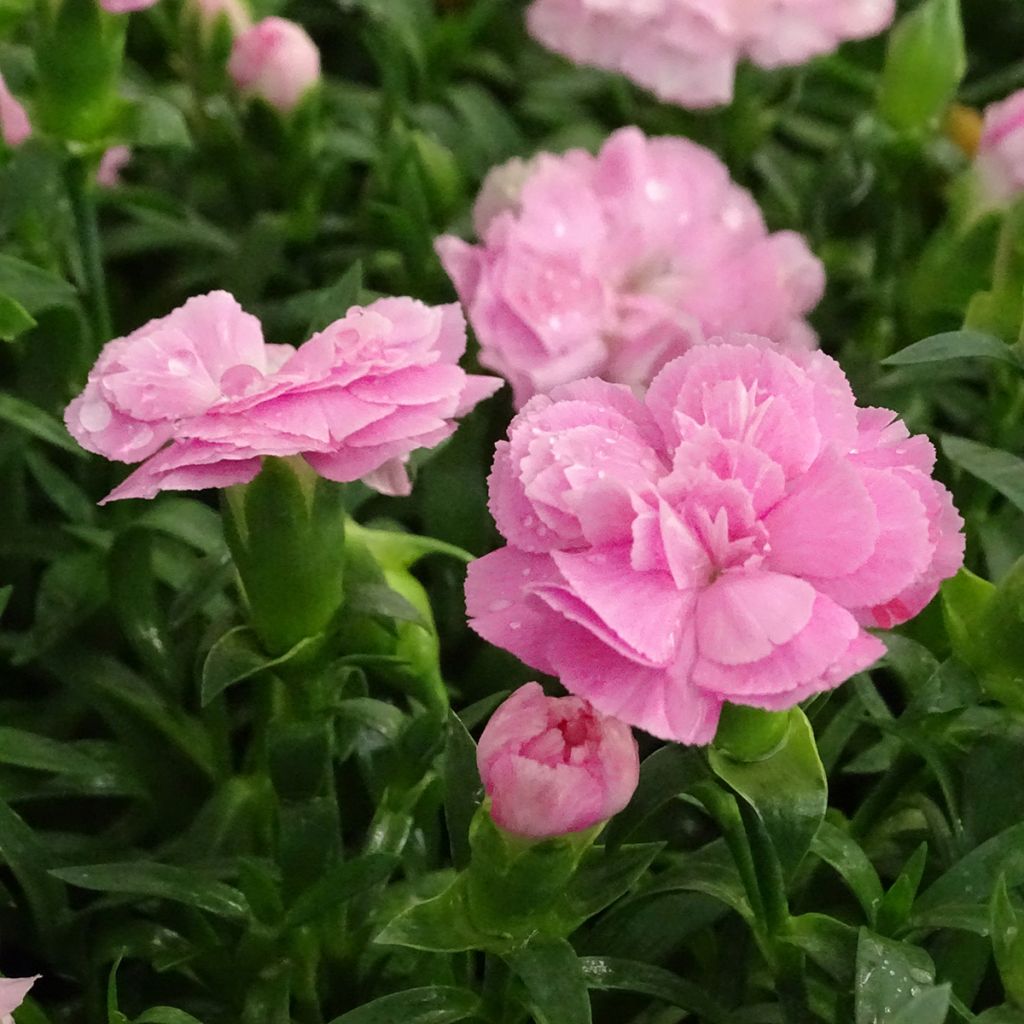 Oeillet double vivace Sunflor Evert - Dianthus hybride