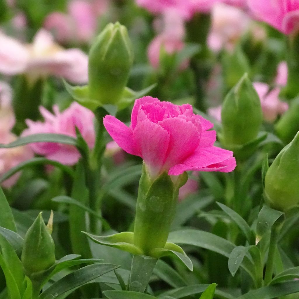 Oeillet double vivace Sunflor Evert - Dianthus hybride