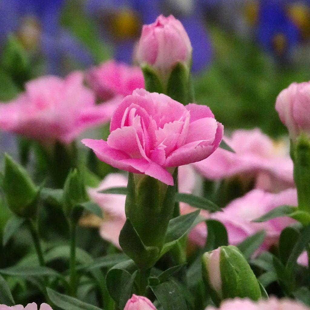 Oeillet double vivace Sunflor Evert - Dianthus hybride