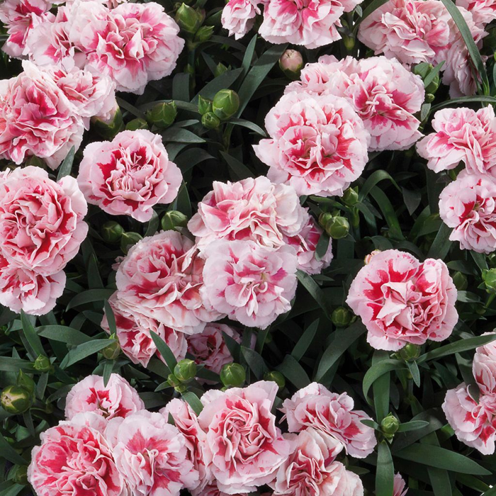 Oeillet double vivace Sunflor Megan - Dianthus hybride