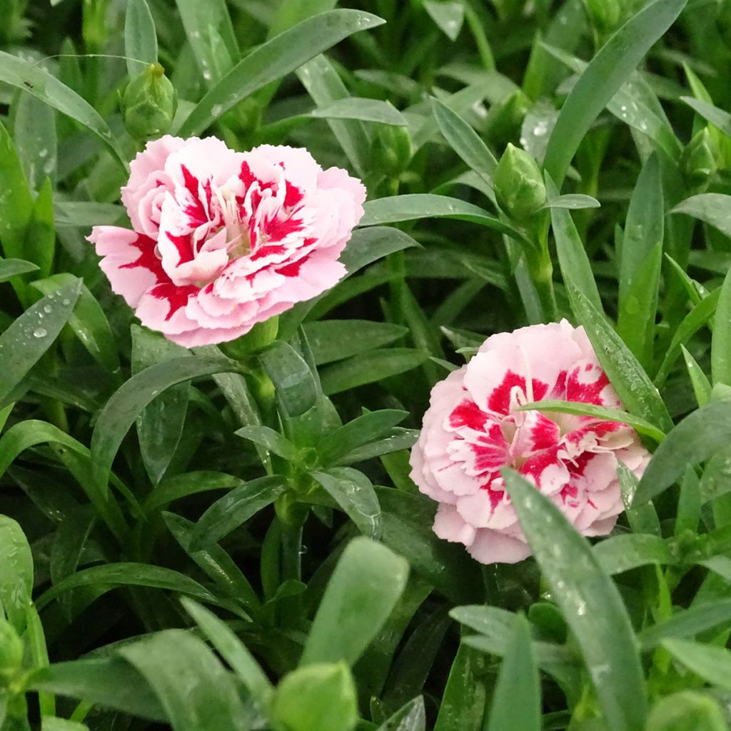 Oeillet double vivace Sunflor Megan - Dianthus hybride