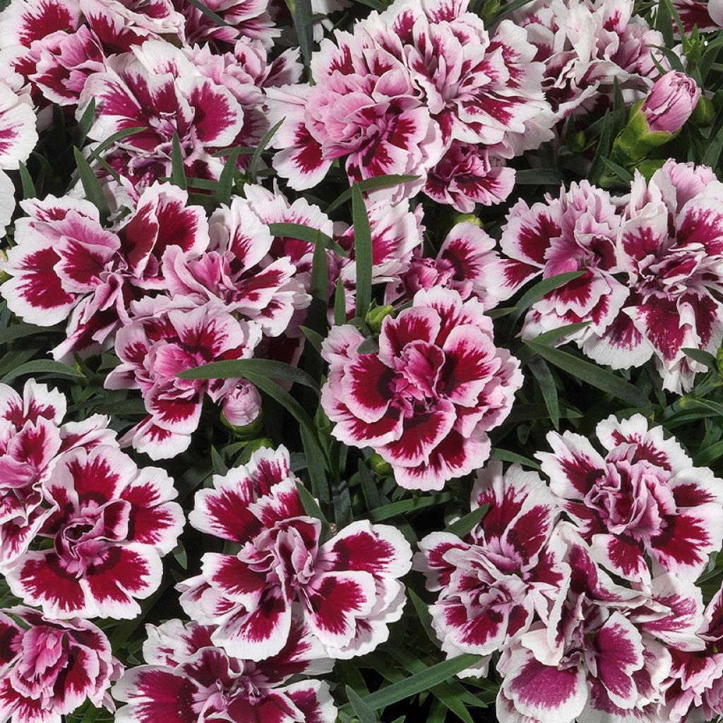 Oeillet double vivace Sunflor Red Esta - Dianthus hybride