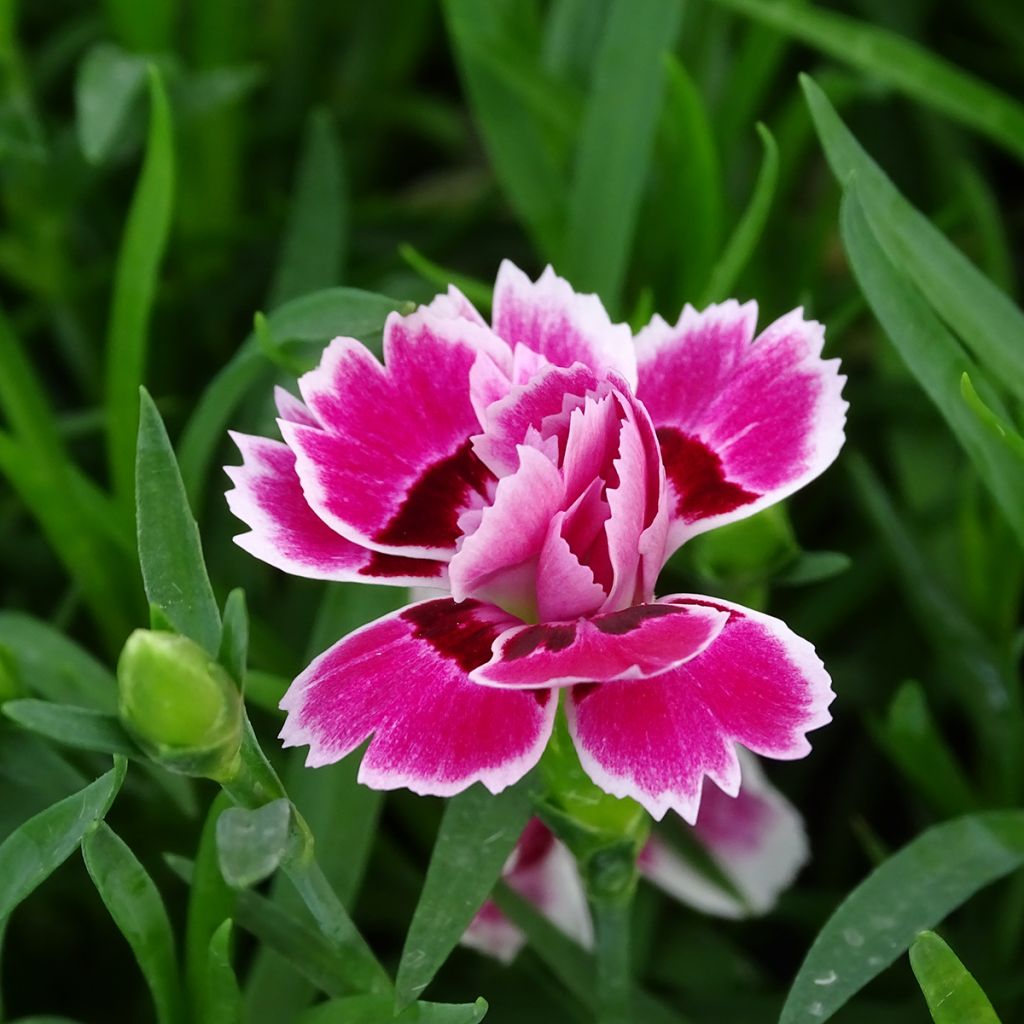 Oeillet double vivace Sunflor Red Esta - Dianthus hybride