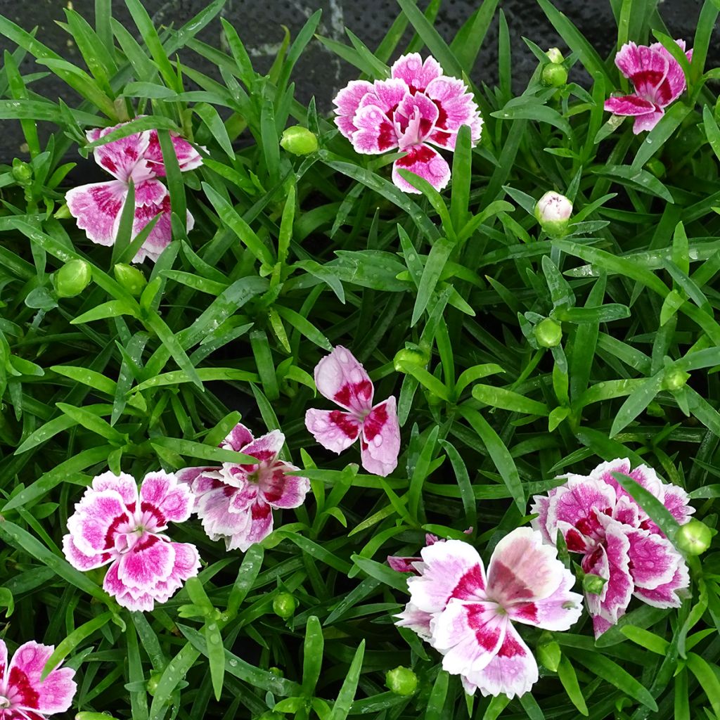 Oeillet double vivace Sunflor Red Esta - Dianthus hybride